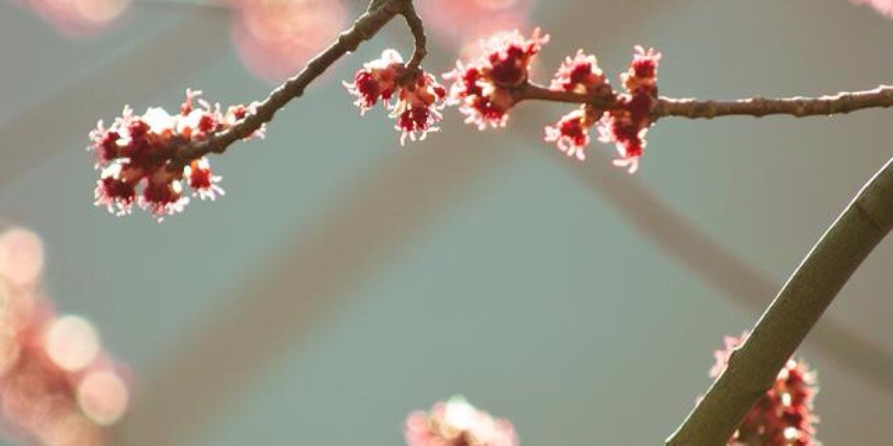 ankitbhai's profile banner image