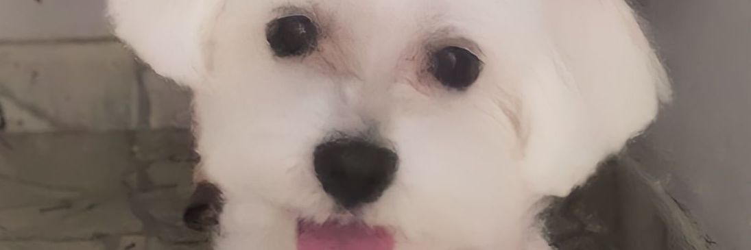 ArlinSabino's profile banner image
