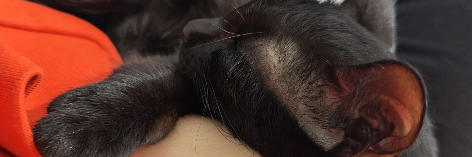 MariDiBert's profile banner image