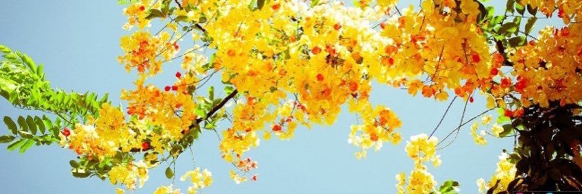 EmilyBlue623's profile banner image