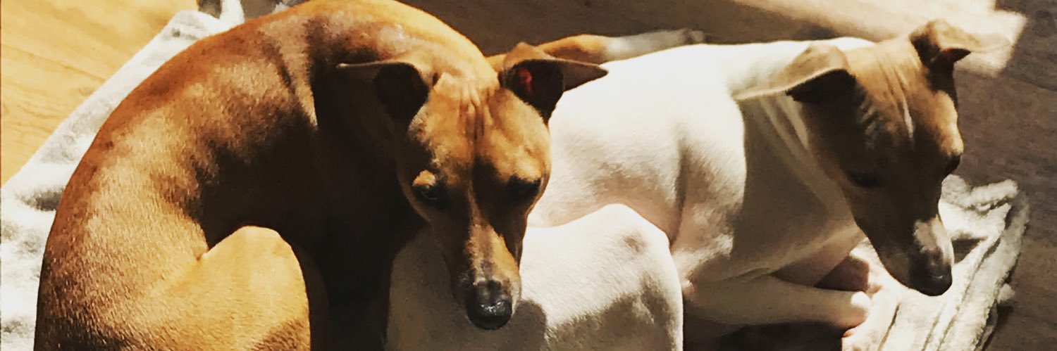 birdy tatts 🏳️‍🌈🏳️‍⚧️🇵🇸 banner