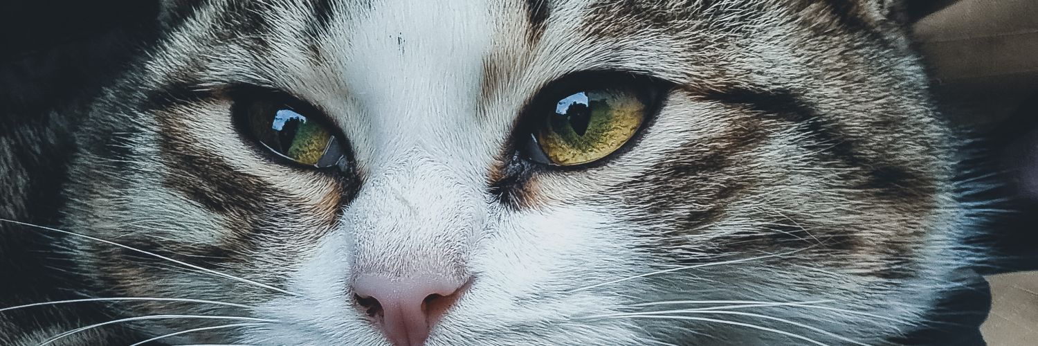 ESIBESIB's profile banner image