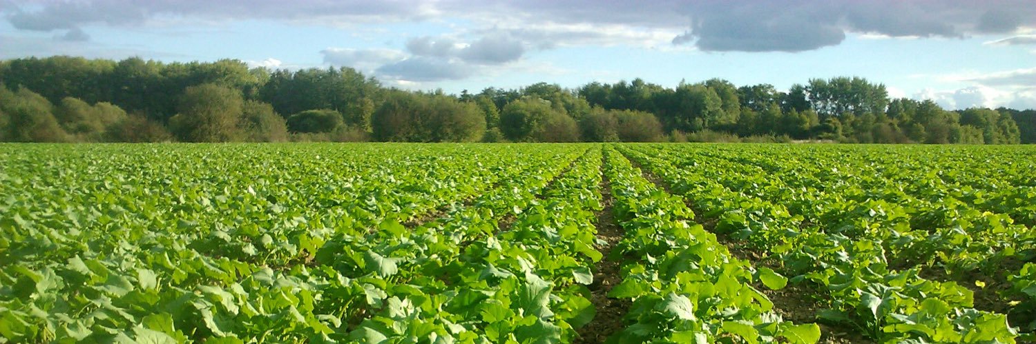 Matthieu Deff’ banner