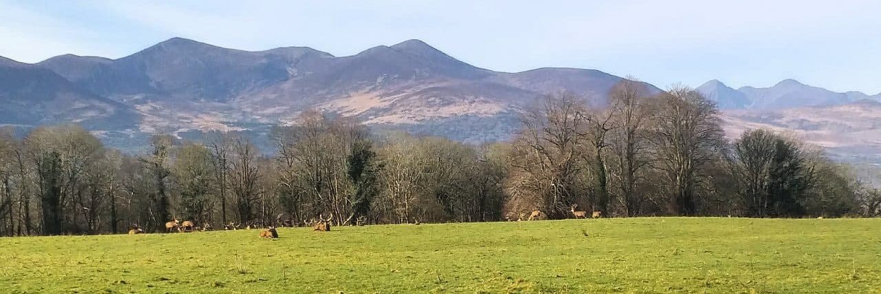 Ossi Fritsche🇮🇪🇩🇪🇪🇺 banner