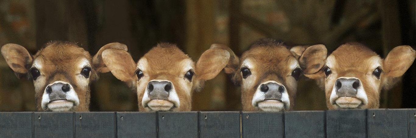 HelloCows's profile banner image