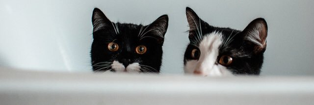 milamontnegro's profile banner image