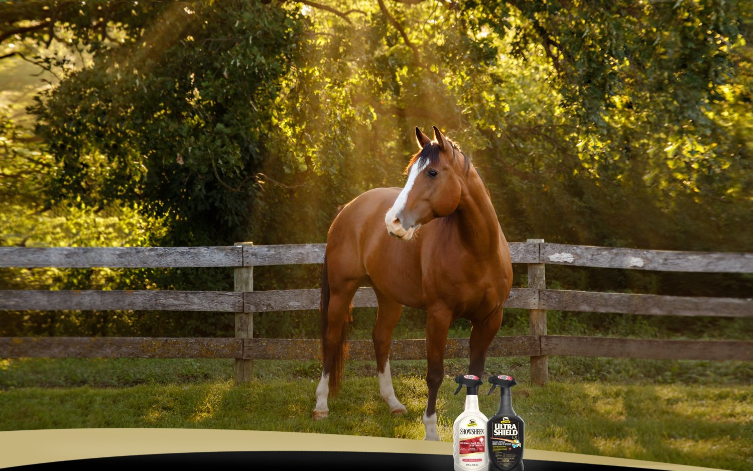 absorbine's profile banner image
