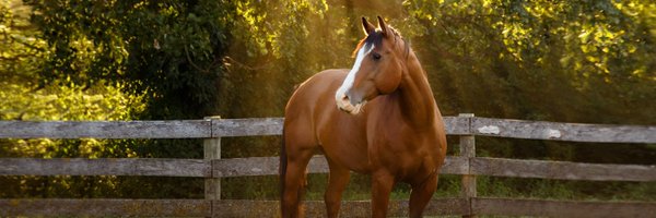 absorbine Profile Banner