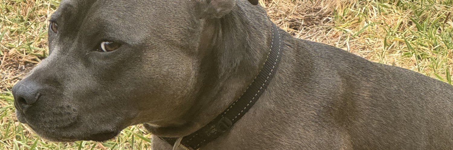 😸 banner