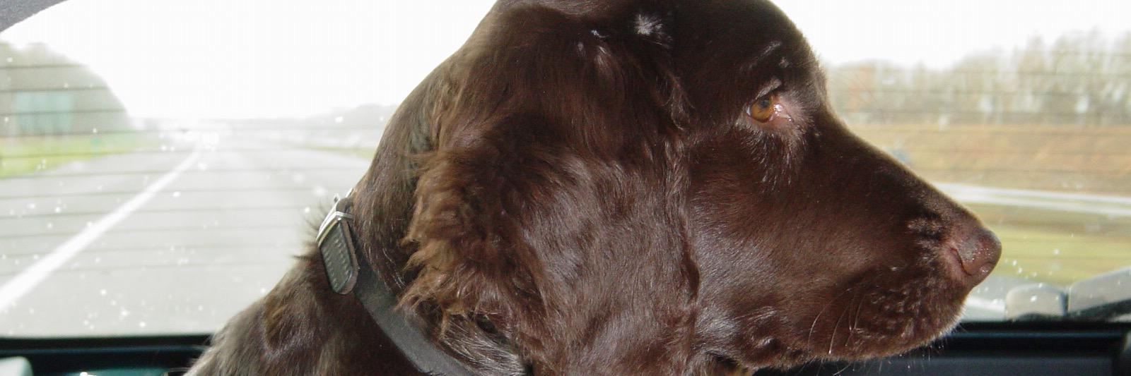 sderuiter's profile banner image