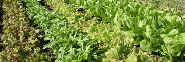 Fair Shares CCSA banner