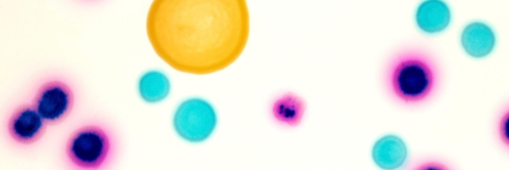 Connie Ha banner