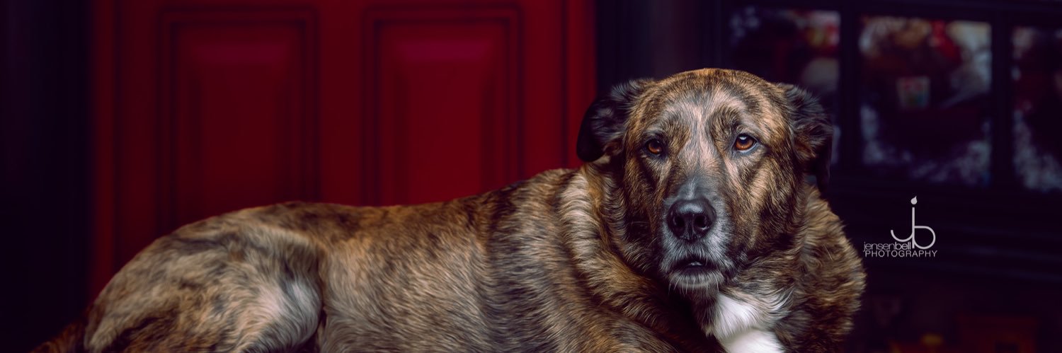 BellJensenbell's profile banner image