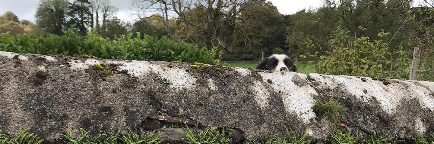 eryl_bradley's profile banner image