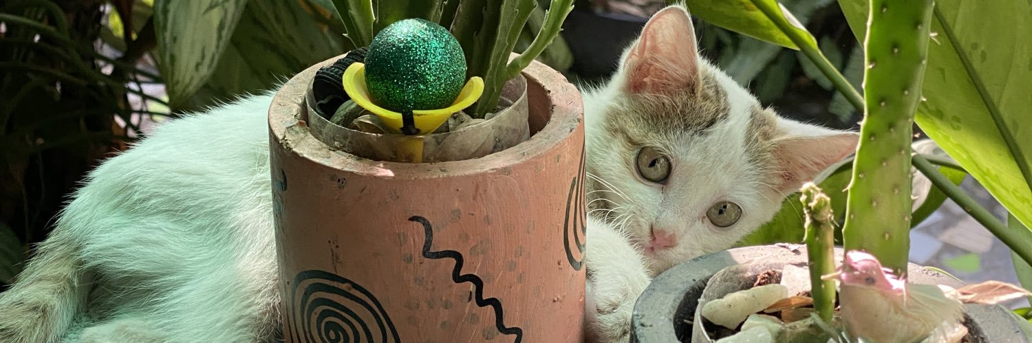 Chine(melum) Ezekwesili 🔻🔺🔻🐈‍⬛ banner