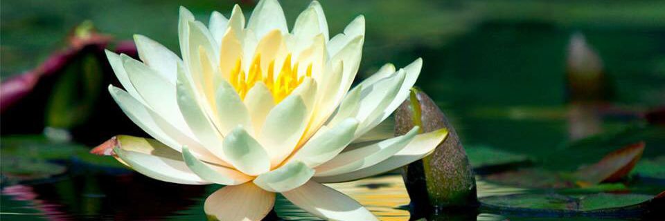 Bhaskarjdass's profile banner image