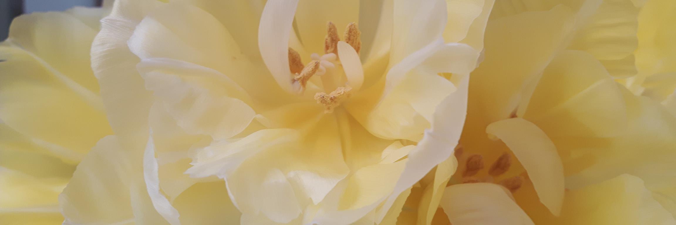 Alessandra Bugari banner