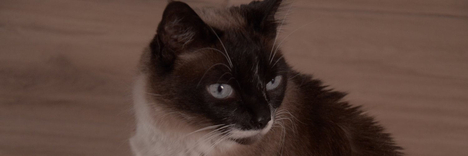 turusquinha's profile banner image