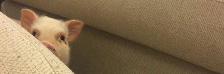 MiloLucero_'s profile banner image
