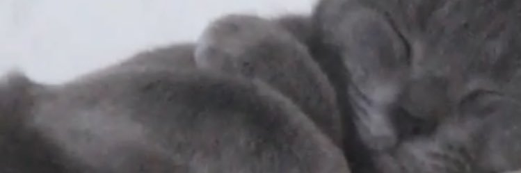 guardofthecolor banner