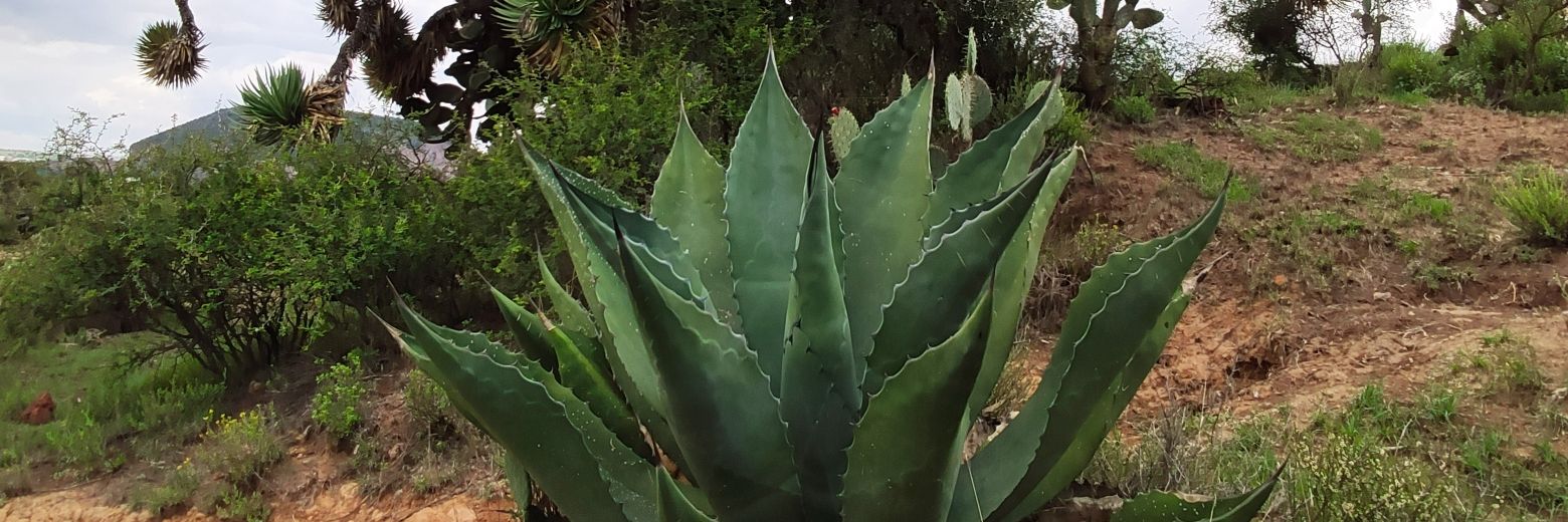 _4lfonso's profile banner image