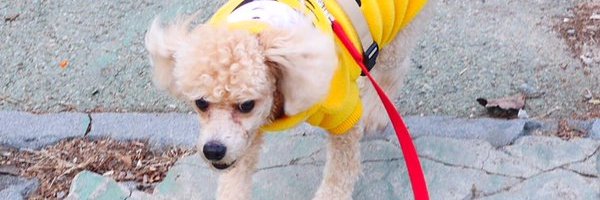 DOG112112's profile banner image