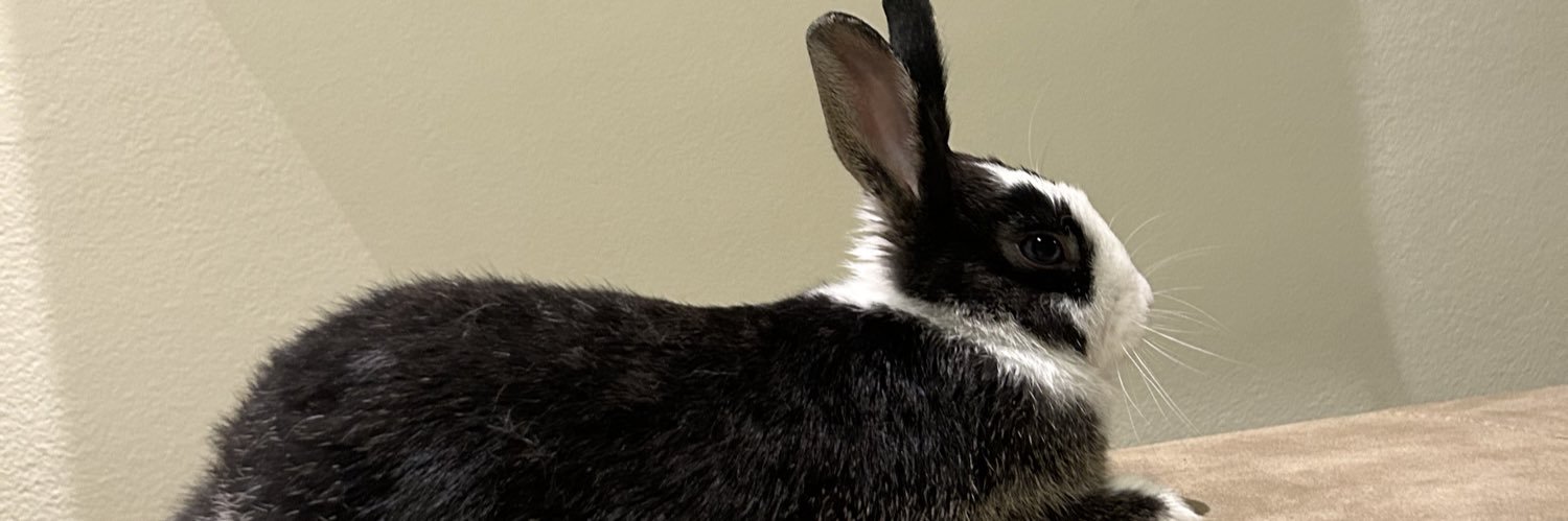 bellabessa's profile banner image