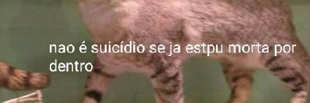 Giuseppe Camolle banner