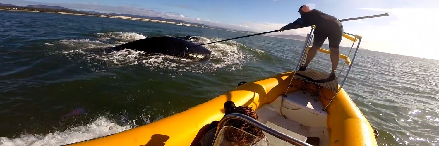 Israel Maciel banner