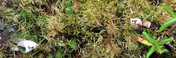 mcdaniellab Profile Banner