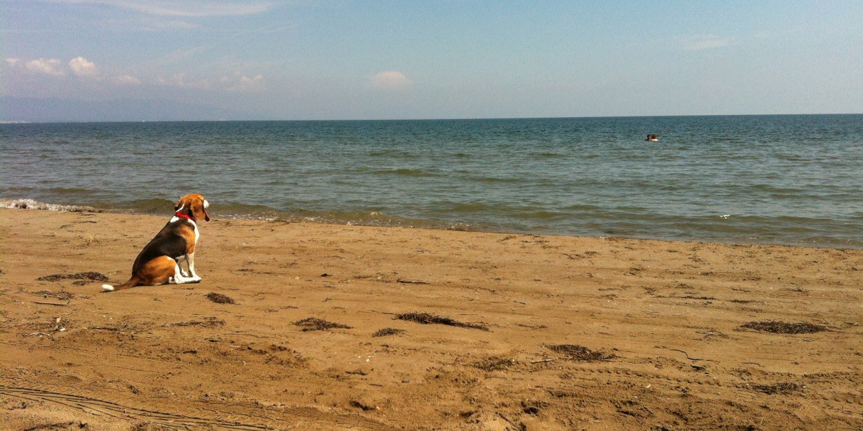 OrtegaAlbir's profile banner image