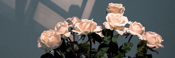 shaaaaa43's profile banner image