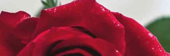 Bidobran's profile banner image