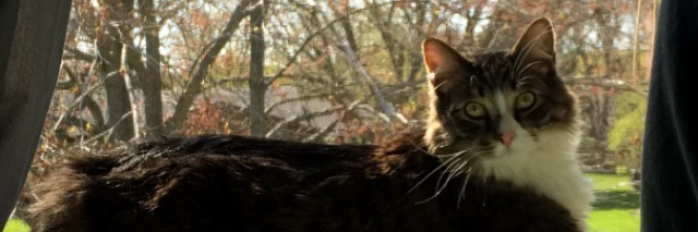 nicooletaylor's profile banner image