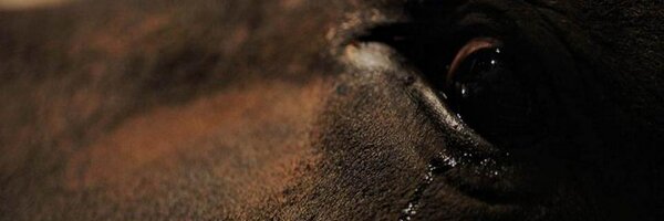 Antitaurinos Profile Banner