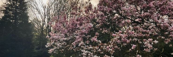 luise. banner