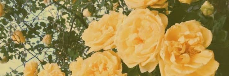 Haylarina's profile banner image