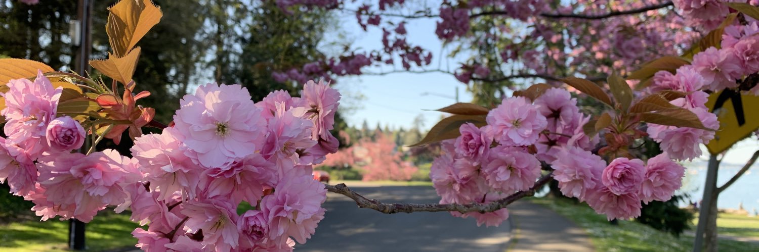 RachelLauter's profile banner image