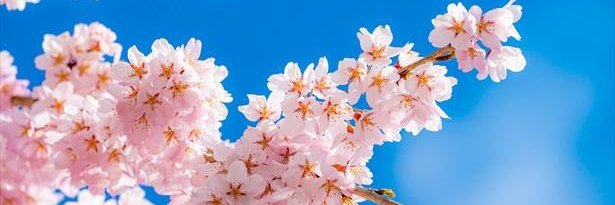 shimotsuki6661's profile banner image