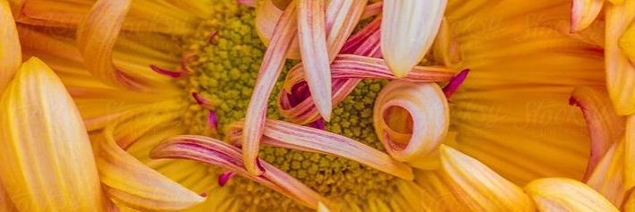 Andrea Salerno banner