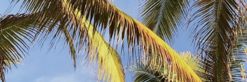 luisaplanterh's profile banner image