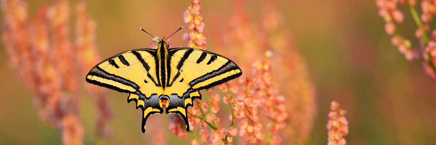 zafertunc's profile banner image