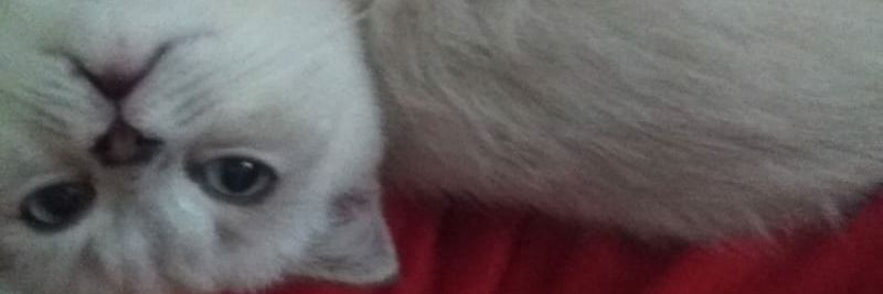 kayamuraatt's profile banner image