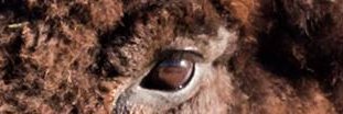 falconsrus's profile banner image
