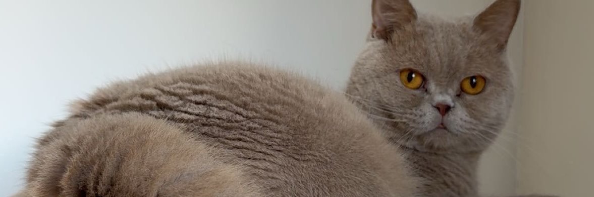 Haaamtaroo's profile banner image