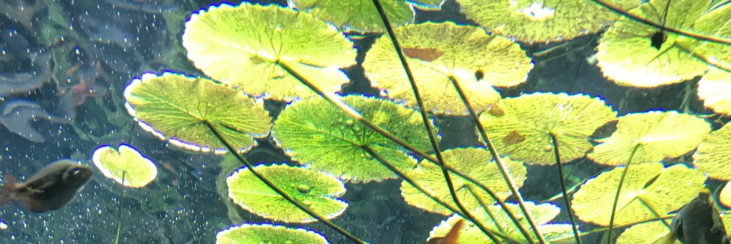 @stringfellow@mastodon.me.uk banner