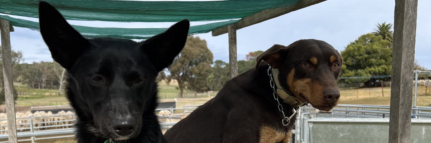 StakeTheWhip's profile banner image