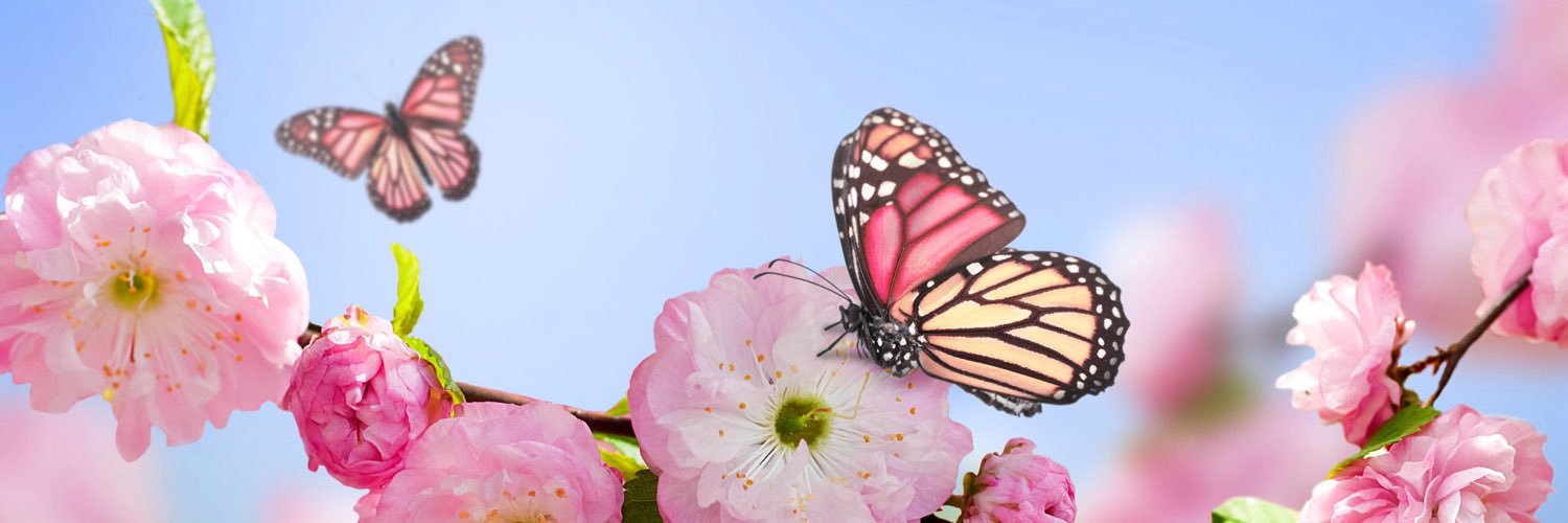 ZeynepArgun's profile banner image