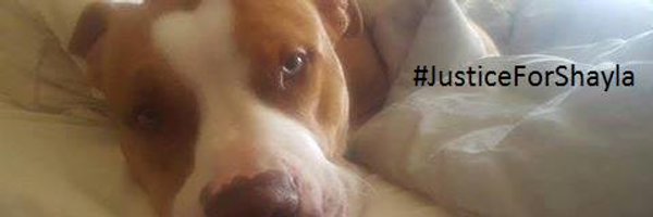 RescueDogsRock4 Profile Banner