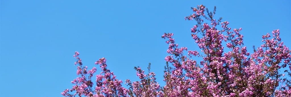 Erica banner